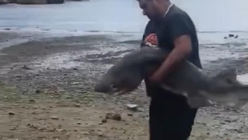matan tiburon siete agallas chile