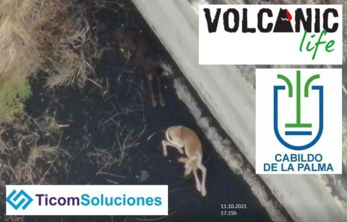 perros la palma