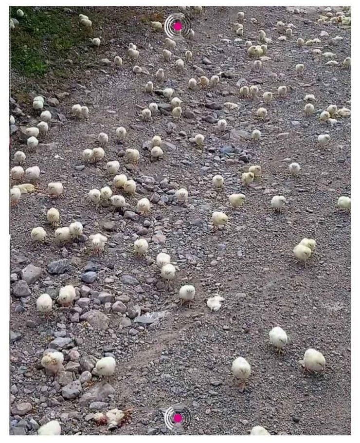 pollitos 1