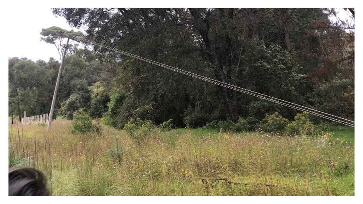 Árbol es talado y cae sobre los cables de luz, en la zona de Rancho El Vaquero.