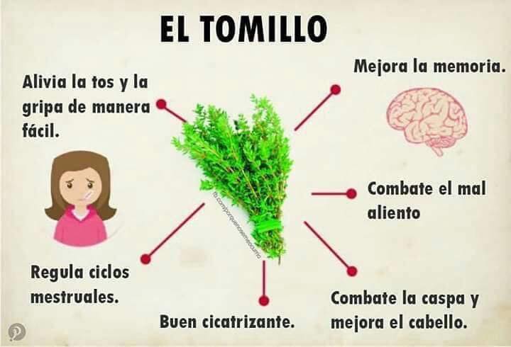 tomillo.jpg