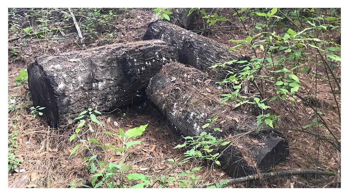 Troncos talados en una ladera