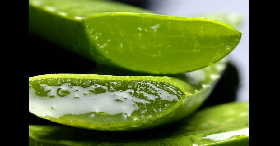 FIQ-BUAP obtiene biopol&iacute;mero a partir de aloe vera para generar biopl&aacute;stico
