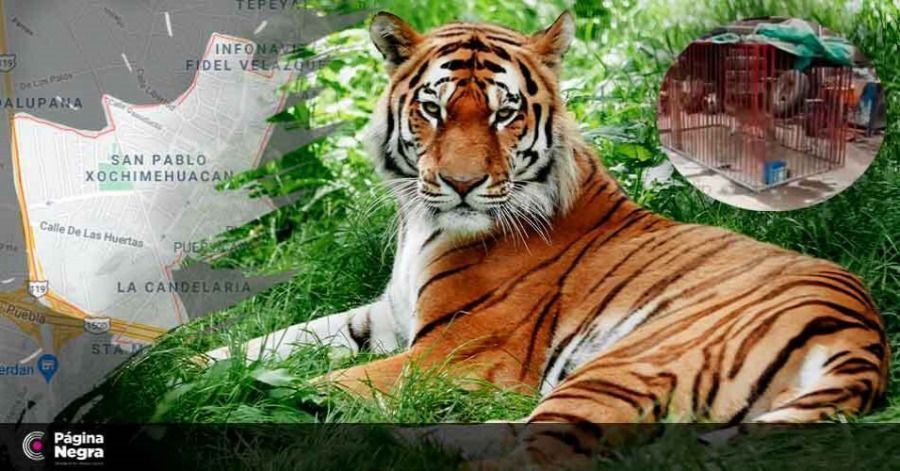 Hasta el momento se desconoce el paradero del animal ex&oacute;tico.