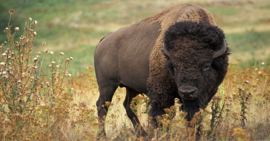 Caza del bisonte americano en Coahuila y 6 estados está autorizada: Semarnat