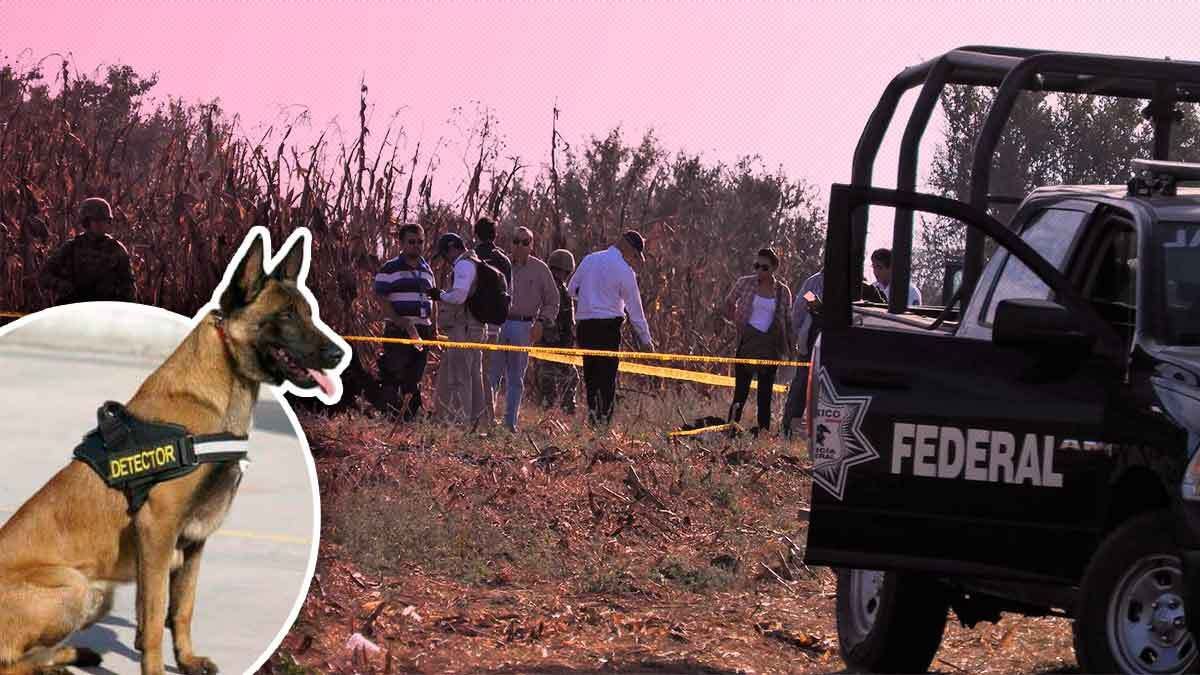 Perro detectó rastros de explosivo en helicóptero de los Moreno Valle