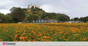 La producci&oacute;n de flores adem&aacute;s de comercializarse en San Pedro Cholula y la zona metropolitana de Puebla capital, se distribuye en el Valle de M&eacute;xico 