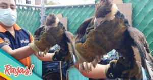 Familia ten&iacute;a de mascota a un halc&oacute;n; Protecci&oacute;n Civil lo rescata