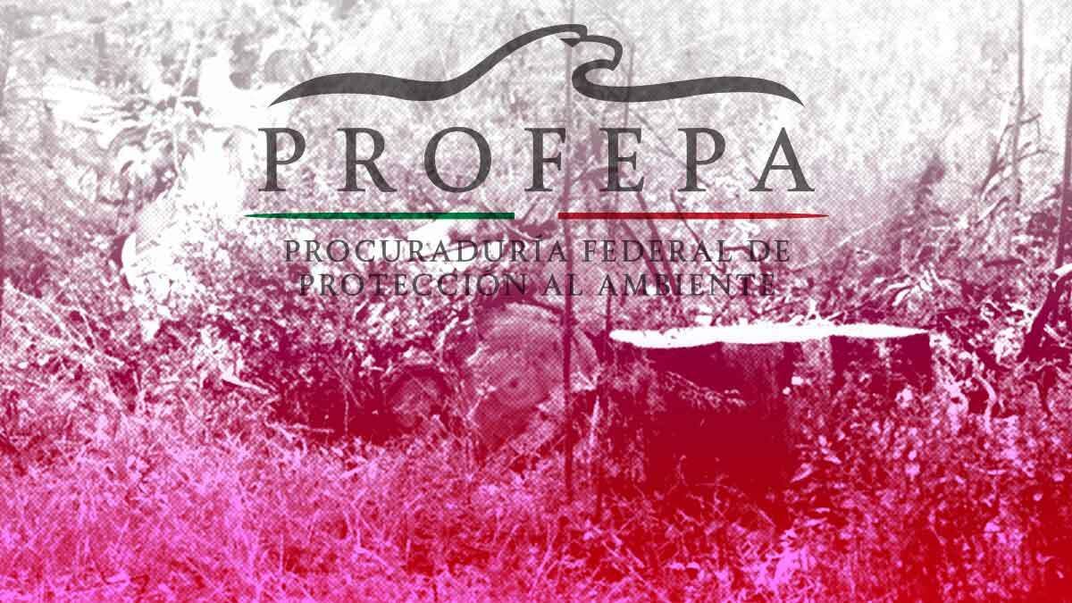 Por falta de operativos, Profepa es responsable de la tala ilegal del Izta-Popo: diputado de Morena