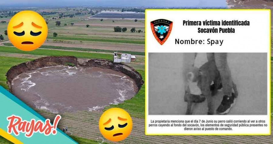 &ldquo;Spay&rdquo; la primera v&iacute;ctima del socav&oacute;n; podr&iacute;an haber ca&iacute;do m&aacute;s perros