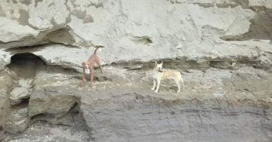 El rescate de ambos animalitos se analiz&oacute; en la mesa de seguridad.