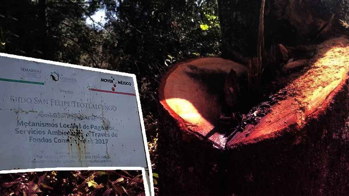 San Felipe Teotlalcingo: el cementerio de &aacute;rboles del Izta-Popo en Puebla