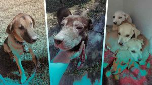 Perritos v&iacute;ctimas de la explosi&oacute;n en San Pablo Xochimehuacan buscan un hogar