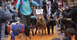Organizan competencia de disfraces para perros en California.