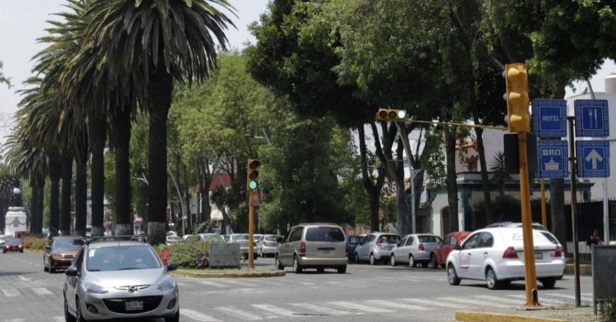 El Ayuntamiento de Puebla anuncia tala de palmeras para contrarrestar el cambio climático en la ciudad.