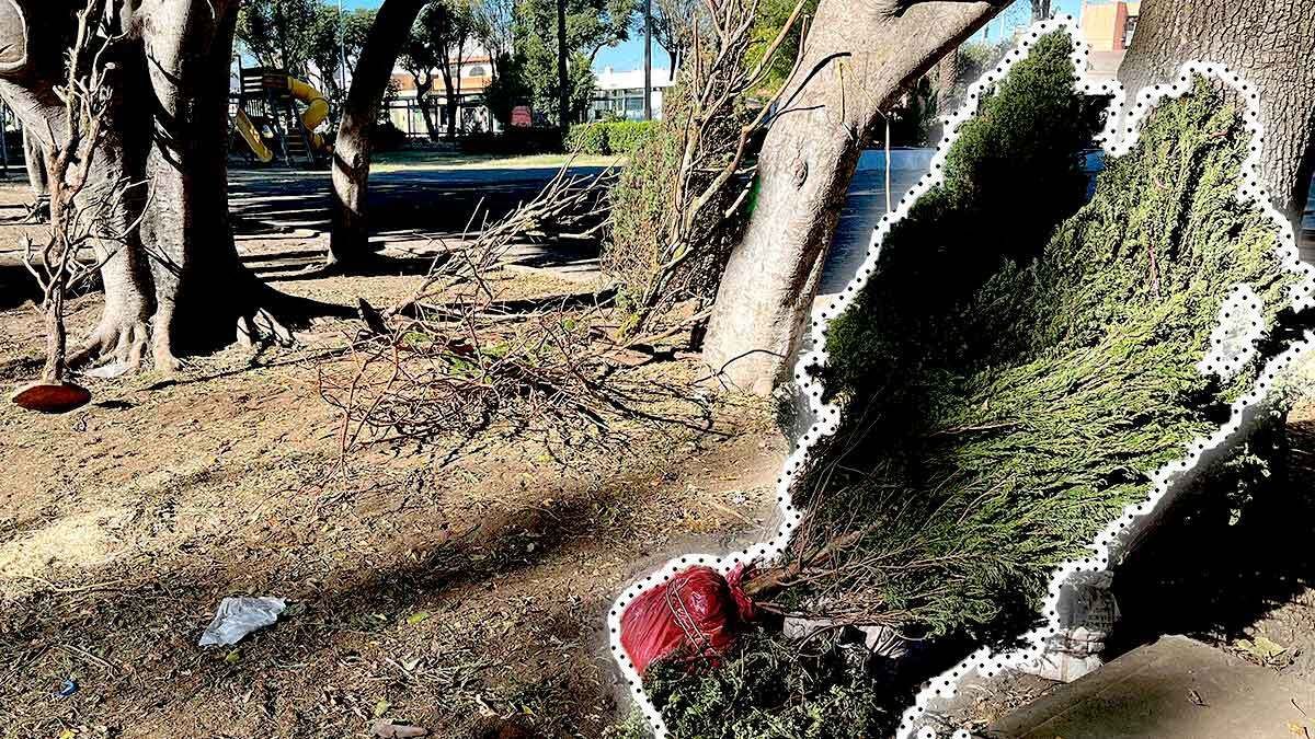 &iexcl;No entienden! Vuelven a abandonar &aacute;rboles de navidad comerciantes del CENHCH