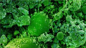 Estudio revela un antiviral de origen vegetal, eficaz para bloquear variante delta de la covid
