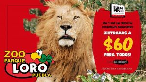 ¡Wow! Parque Loro remata entradas a 60 pesos por El Buen Fin; visítalos
