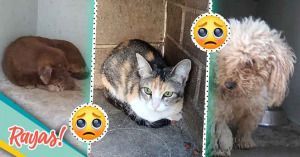 &iquest;Buscas a tu mascota? Estos son los animalitos que fueron rescatados de la explosi&oacute;n en Xochimehuacan