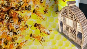 Instalan hoteles para abejas en puntos de Zacatlán para polinizar
