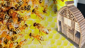 Instalan hoteles para abejas en puntos de Zacatl&aacute;n para polinizar