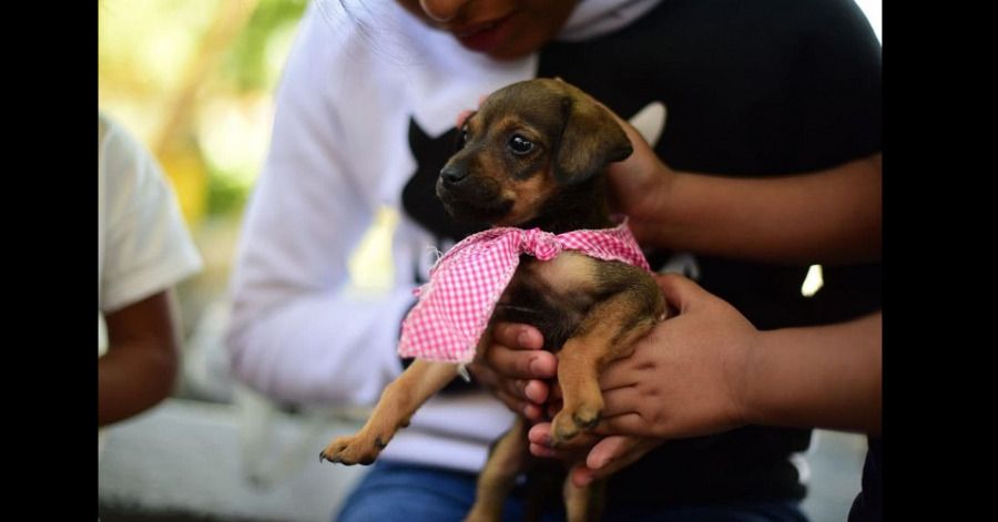 Mantiene Ayuntamiento de Puebla servicios del departamento de Protecci&oacute;n Animal