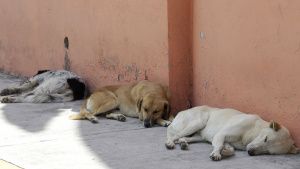 Buscan en Puebla reconocer a los animales en la Constitución para que reciban un trato digno
