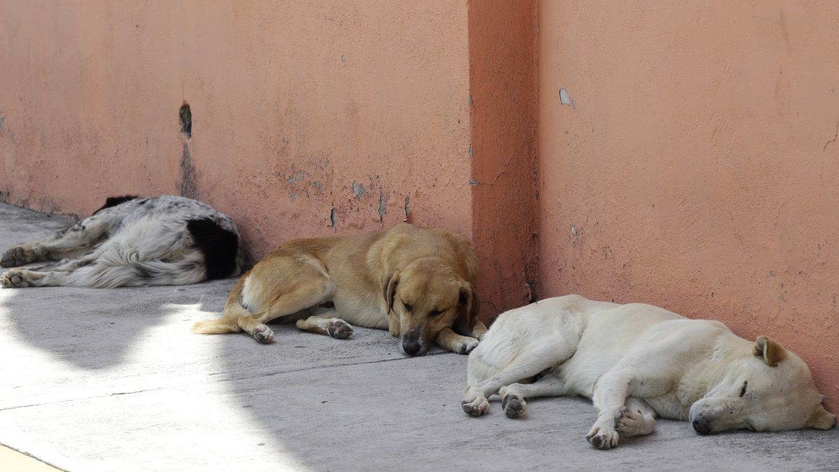 Buscan en Puebla reconocer a los animales en la Constituci&oacute;n para que reciban un trato digno