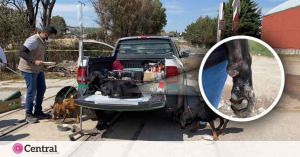Perros, gatos, gallos y pollos fueron rescatados de los escombros tras la explosi&oacute;n en Xochimehuacan