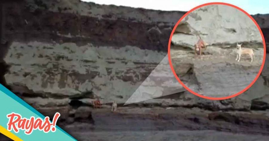 Los perros que cayeron al socav&oacute;n fueron encontrados con vida