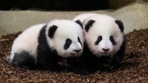 VIDEOS: Pandas bebé dan sus primeros pasos en un zoológico de Francia