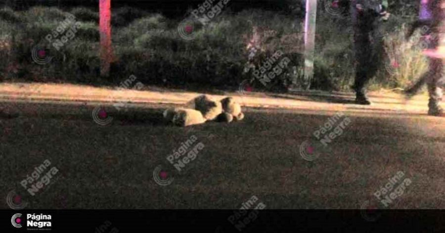 Un oso de peluche caus&oacute; la movilizaci&oacute;n de polic&iacute;as en la carretera a San Miguel Canoa.