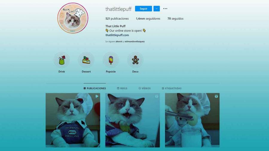 “Thatlittlepuff”, el gatito de Instagram que ha cautivado a todos