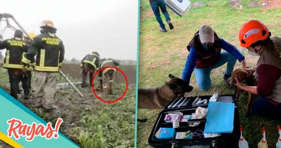 Con cuerdas los perros fueron rescatados.