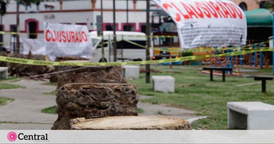 Protegen 73 palmeras que ya estaban marcadas para su corte en la Avenida Juárez