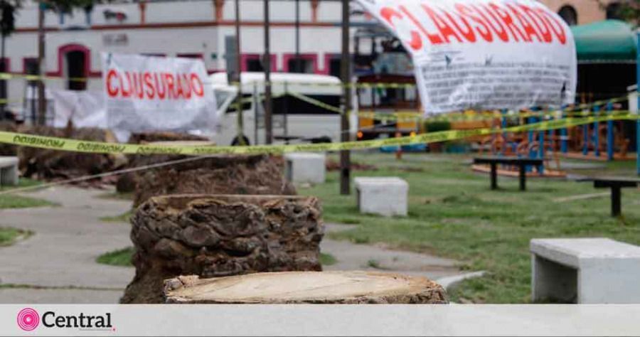 Protegen 73 palmeras que ya estaban marcadas para su corte en la Avenida Ju&aacute;rez