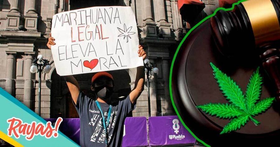 Paso a paso: todo sobre la legalización de la marihuana en México