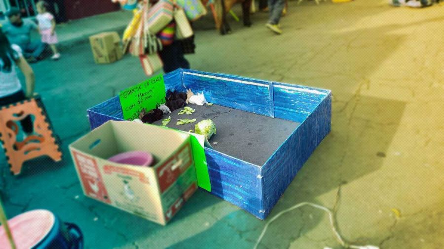 Denuncian venta de conejos como premio en feria de San Baltazar Campeche