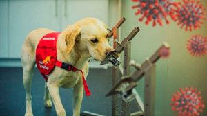 Cient&iacute;ficos mexicanos entrenan a perros para detectar covid en personas