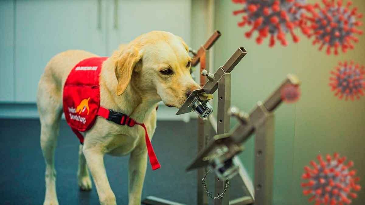 Cient&iacute;ficos mexicanos entrenan a perros para detectar covid en personas