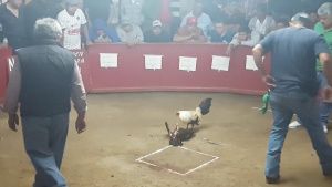 Ataque en palenque de gallos en Michoac&aacute;n deja cuatro muertos y 7 heridos