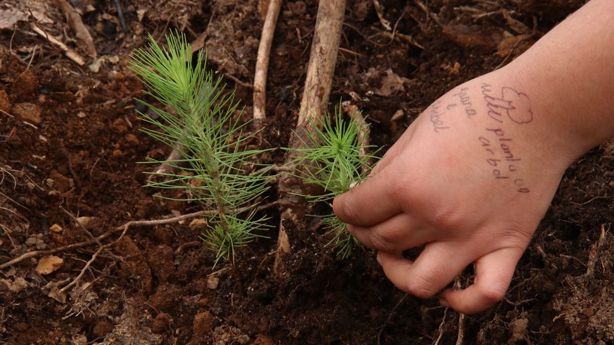 Diputada panista propone plantación de árboles como requisito de titulación en Puebla