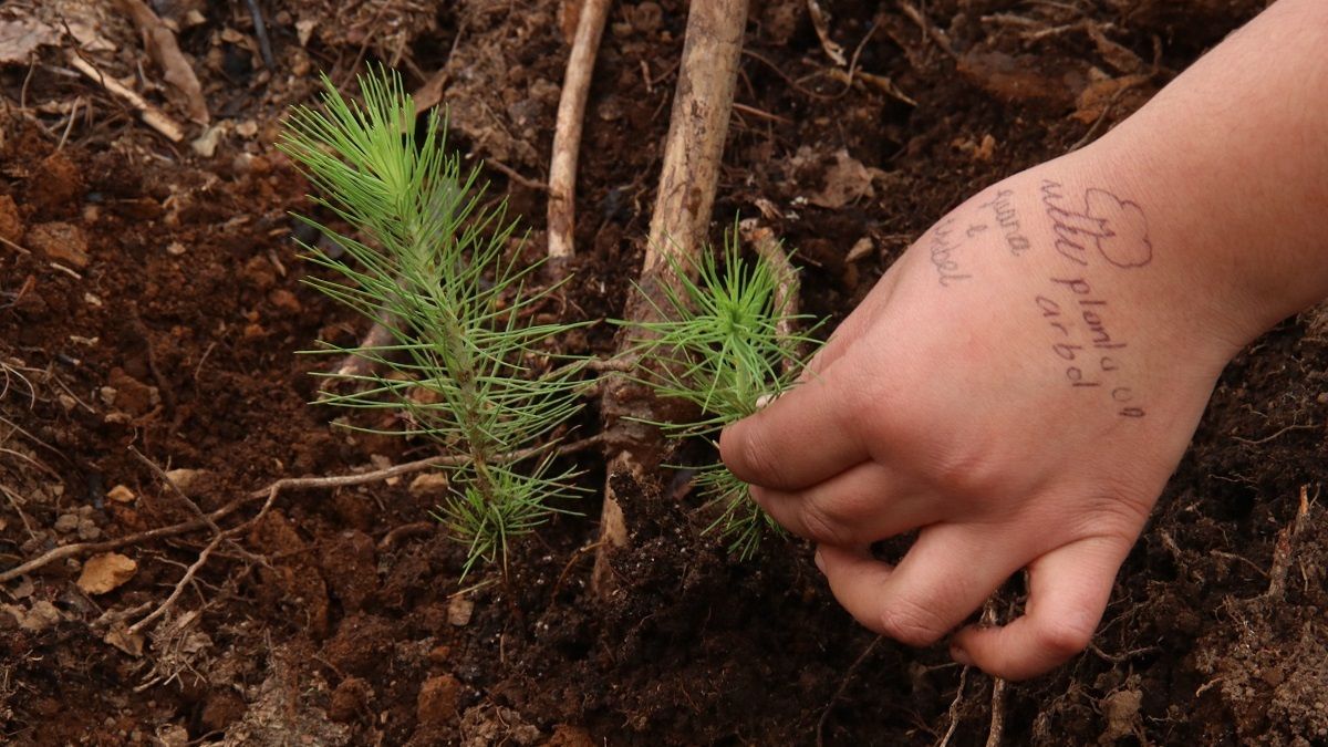 Diputada panista propone plantaci&oacute;n de &aacute;rboles como requisito de titulaci&oacute;n en Puebla