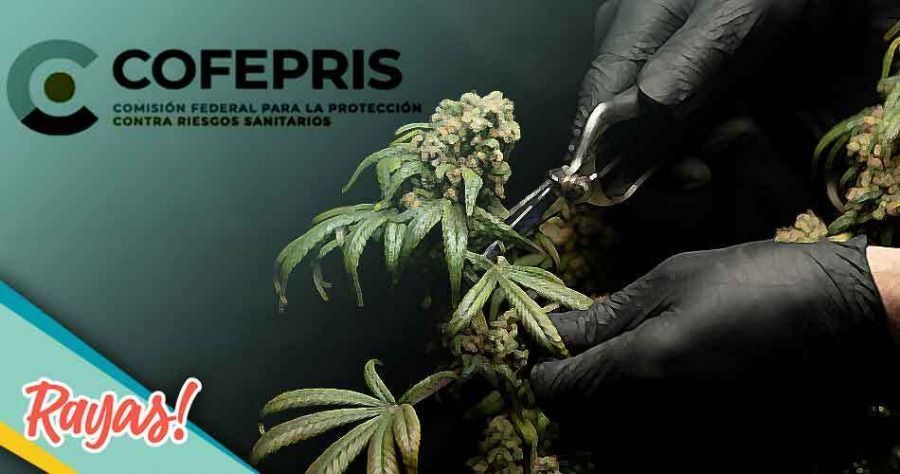 Así puedes tramitar tu permiso ante Cofepris para consumir y cultivar cannabis