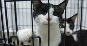 &iexcl;Enfermos! J&oacute;venes se graban lanzando a un gato contra una barda en Veracruz