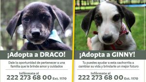 IBA pone en adopci&oacute;n perritos con nombres de personajes de Harry Potter