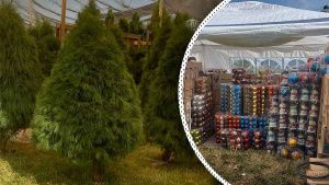 Ya est&aacute;n vendiendo &aacute;rboles de Navidad naturales en avenida Margaritas &iexcl;Corre por el tuyo!