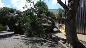 Medio Ambiente de Puebla capital hará estudio de todos los árboles para evitar accidentes