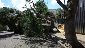 Medio Ambiente de Puebla capital har&aacute; estudio de todos los &aacute;rboles para evitar accidentes