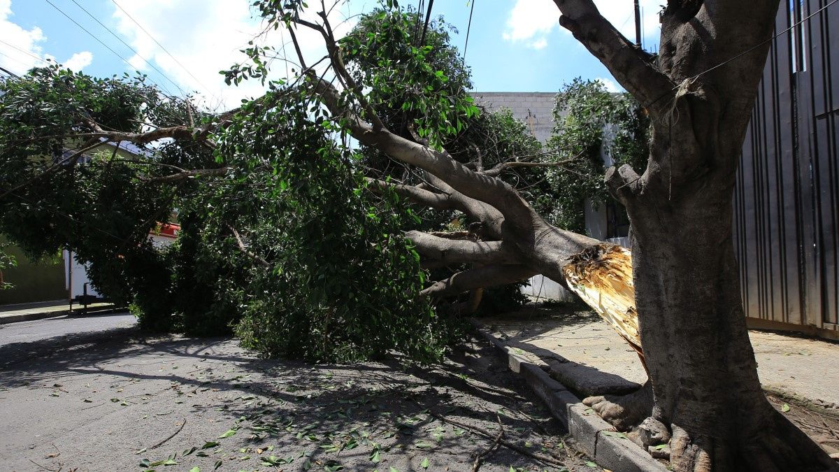 Medio Ambiente de Puebla capital har&aacute; estudio de todos los &aacute;rboles para evitar accidentes